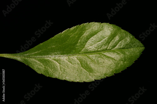Chinese Quince (Chaenomeles speciosa). Leaf Closeup