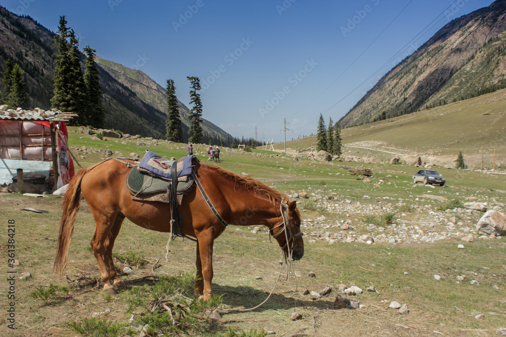 Nomad's horse with saddle on mountain landscape view. harnessed horse photo.