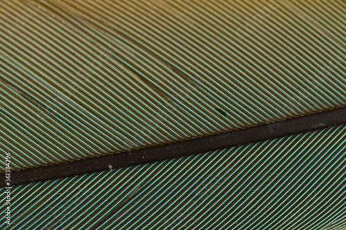 Beautiful Bright Green and Yellow Parrot Feather Close up Detail Texture. Abstract Pattern Background