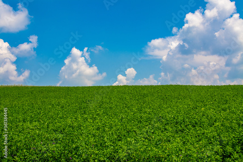 Foto field with green alfalfa and blue sky with clouds