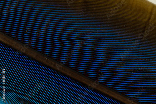 Beautiful Bright Blue Parrot Feather Close up Detail Texture. Abstract Pattern Background
