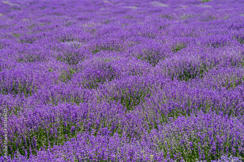 flowering lavender bushes with selective focus