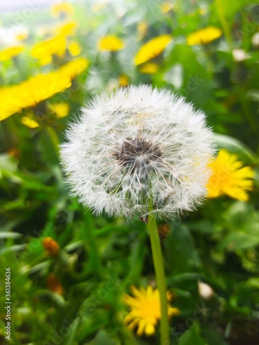 colorful dandelion flowers in garden