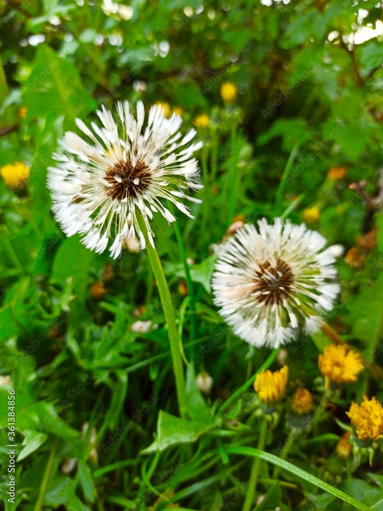 colorful dandelion flowers in garden colorful dandelion flowers in garden