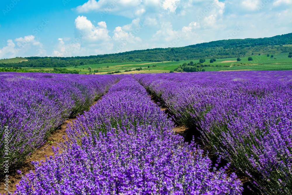 field with rows of lavender