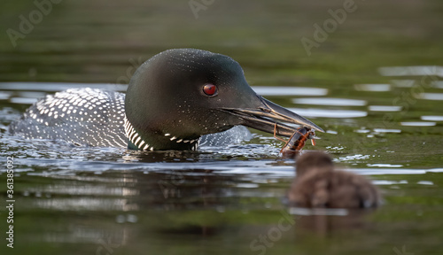 Fotografie Common loon in Acadia National Park in Maine