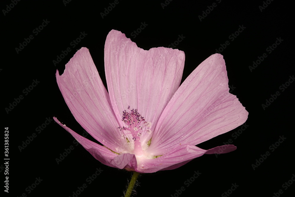 Musk Mallow (Malva moschata). Flower Closeup