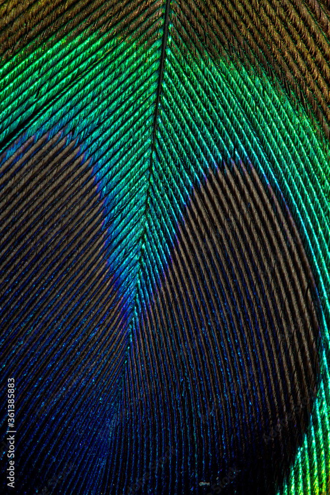 Obraz premium Beautiful Bright Blue, Green and Yellow Peacock Feather Close up Detail Texture. Abstract Pattern Background