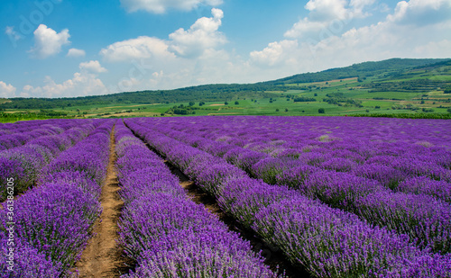 landscape with a flowering lavender culture