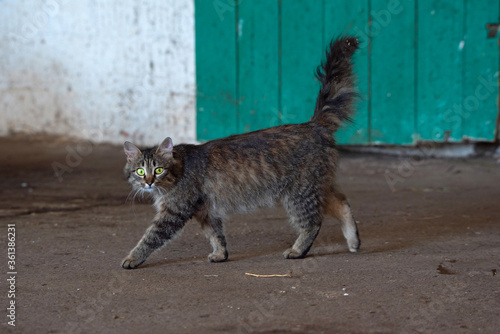 A curious cat walks around the farm. Photographed close-up.