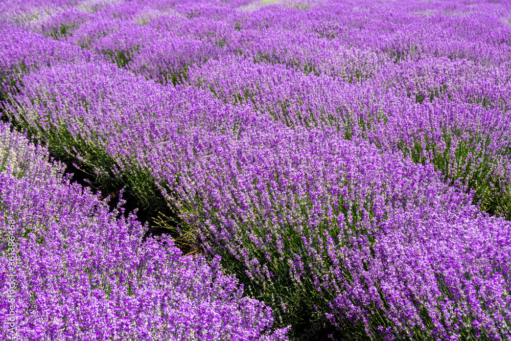 Naklejka premium landscape with a flowering lavender culture