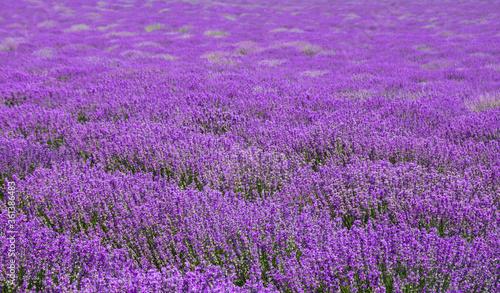 landscape with a flowering lavender culture