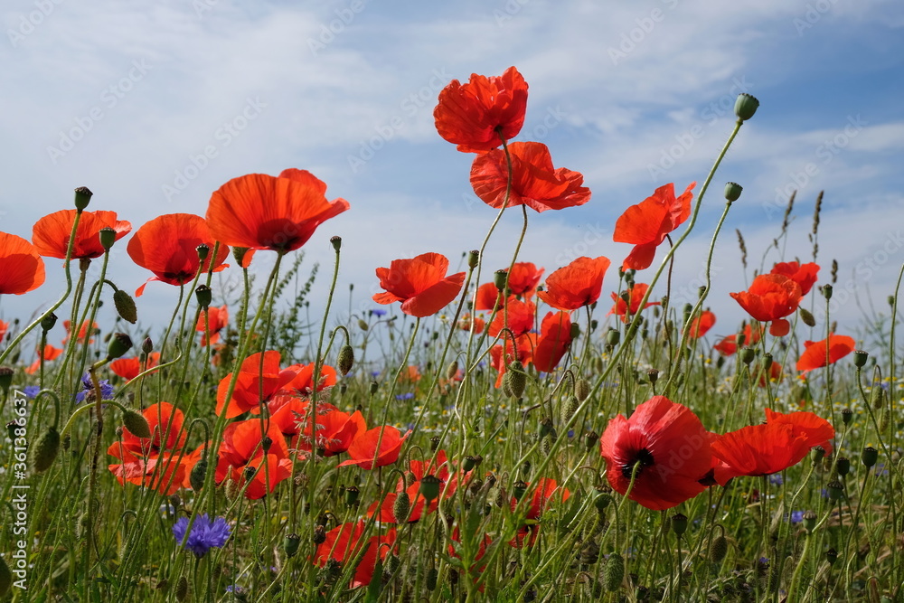 Fototapeta premium Sommer