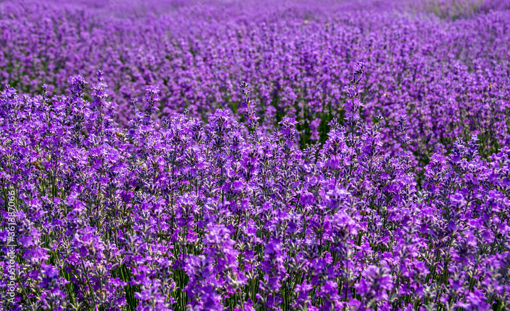 flowering lavender bushes with selective focus flowering lavender bushes with selective focus