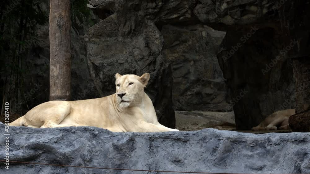A female white lion with blonde fur is lying and relaxing alone at a zoo. A female white lion with blonde fur is lying and relaxing alone at a zoo.