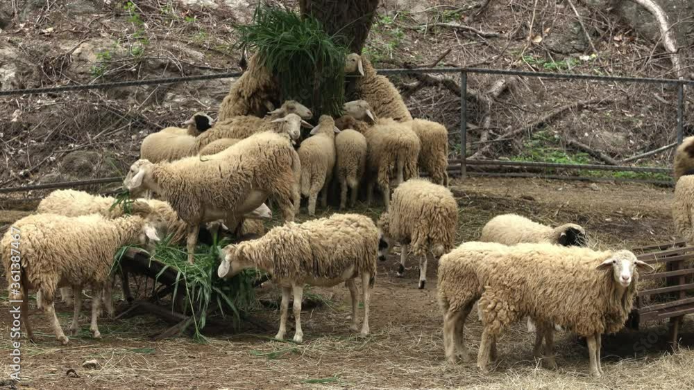 A flock of sheep is eating hay in a sheepfold at a zoo. A flock of sheep is eating hay in a sheepfold at a zoo.