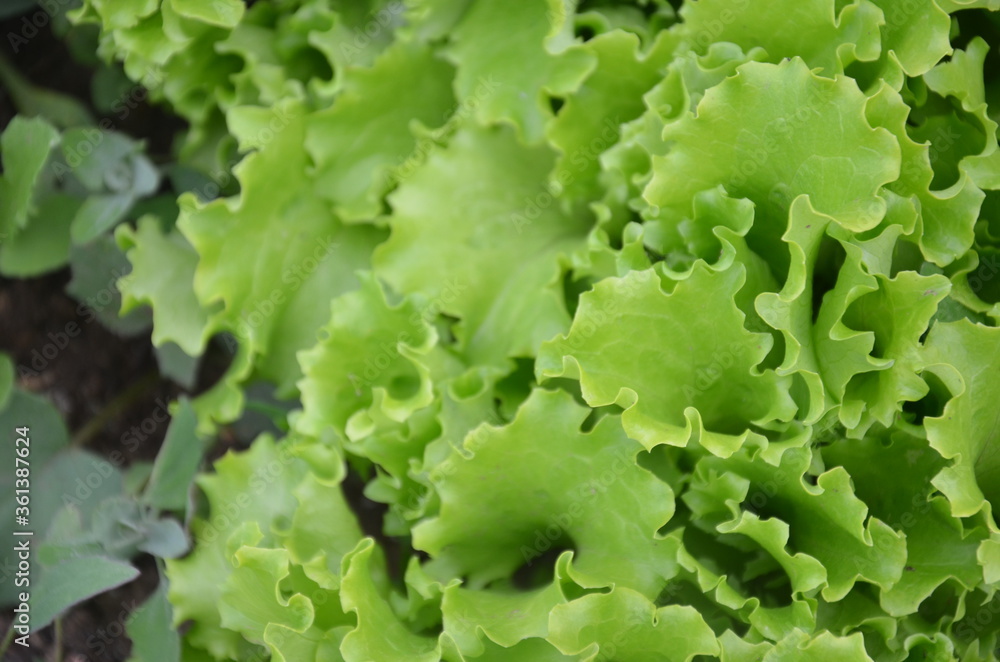 lettuce green fresh plant salad on the bed or field lettuce green fresh plant salad on the bed or field