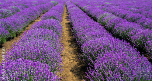 a culture of flowering lavender