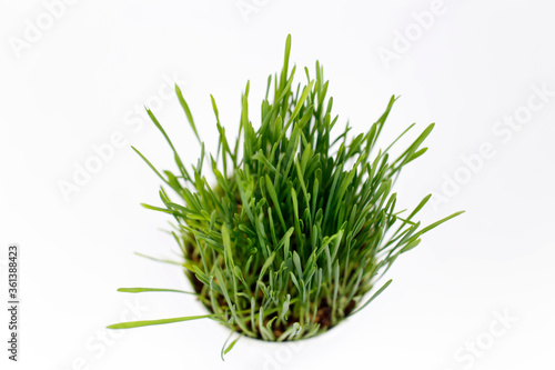 Grass for cats in a pot on a white background. Pet cat grass top view 