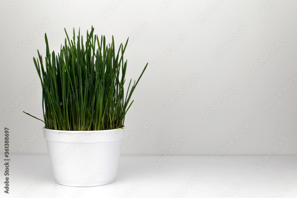 Grass for cats in a pot on a white background. Favorite cat grass.
Grass for cats in a pot on a white background. Favorite cat grass.