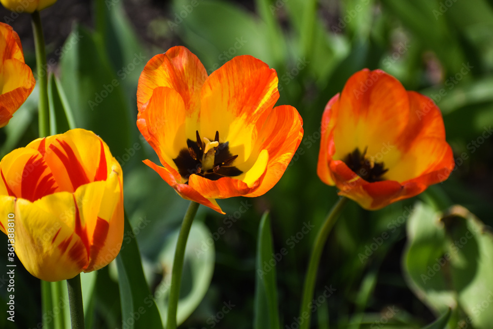Several yellow and orange tulips