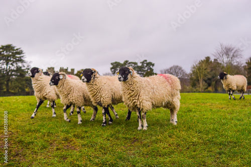 Photo of some beautiful white sheeps standing quiet and relax in nature in a UK landscape