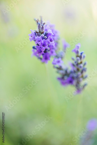 Close-up of lavender flower  natural background