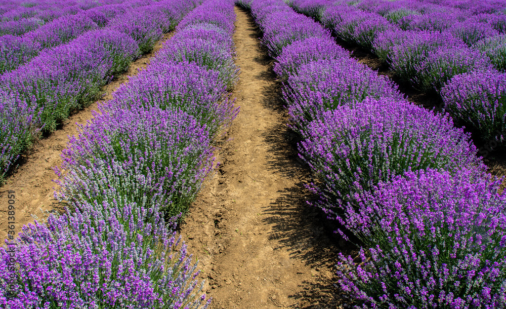 a beautiful landscape with a lavender field a beautiful landscape with a lavender field