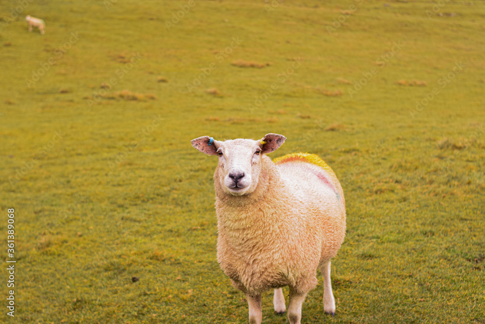 Obraz premium Photo of some beautiful white sheeps standing quiet and relax in nature in a UK landscape