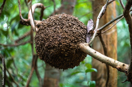 Aboreal Termite Nest, Pulau Ubin, Singapore photo