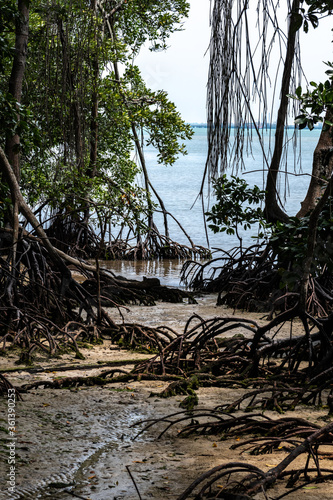 Canvas Print Mangrove Roots at Low Tide, Singapore