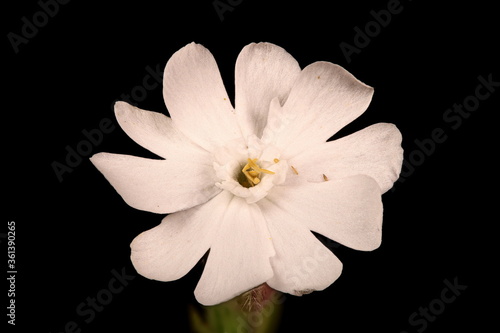 White Campion (Silene latifolia). Male Flower Closeup photo