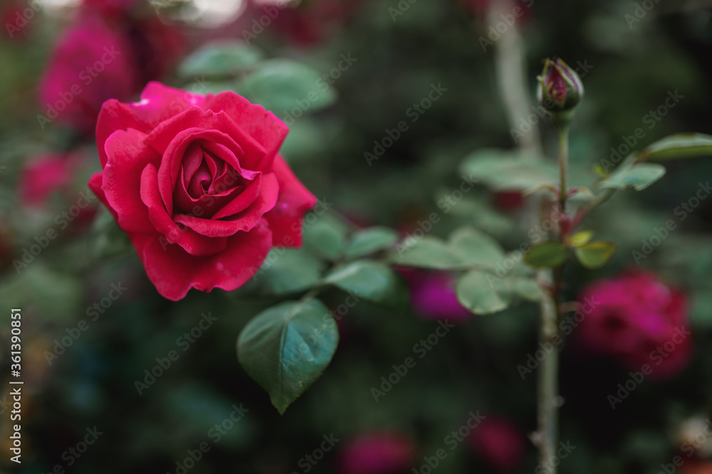 Beautiful blooming pink rose on a bush in the garden