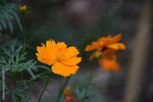 Beautiful yellow cosmos flowers in the garden with a blur background