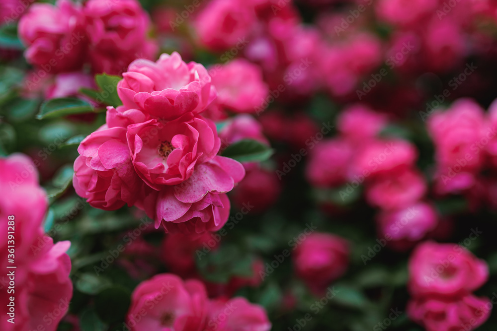 Fototapeta premium Beautiful blooming pink rose on a bush in the garden
