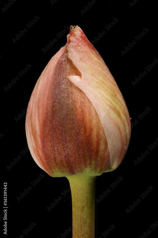 Fototapeta premium Flowering Rush (Butomus umbellatus). Floral Bud Closeup