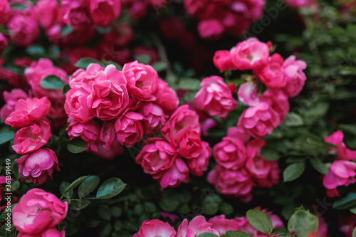 Bushes of pink roses. Flowering time, natural flower fence. Gardening, plants for landscape design.