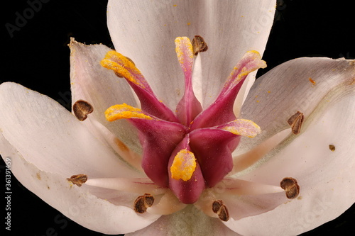 Flowering Rush (Butomus umbellatus). Pistil and Stamens Closeup photo