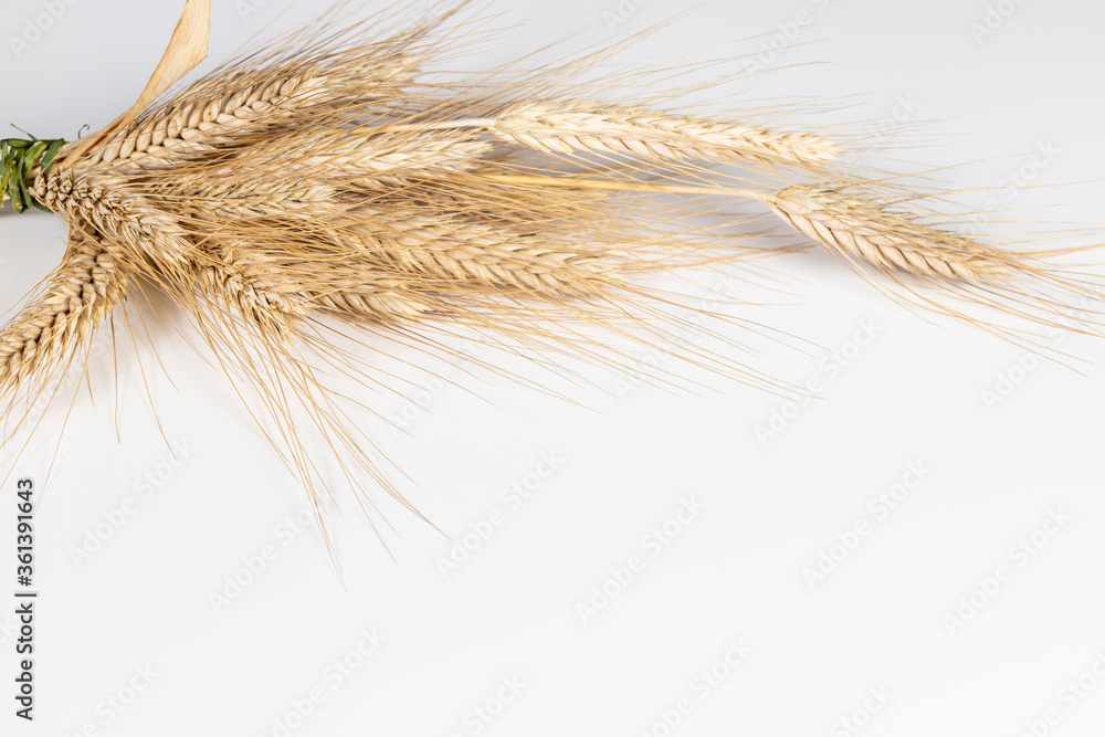 Cereal, ear of wheat on white background. Its grain is used to make flour, wholemeal flour, semolina, beer and a wide variety of foods. Cereal, ear of wheat on white background. Its grain is used to make flour, wholemeal flour, semolina, beer and a wide variety of foods.