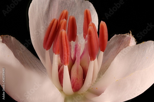 Flowering Rush (Butomus umbellatus). Pistil and Stamens Closeup photo