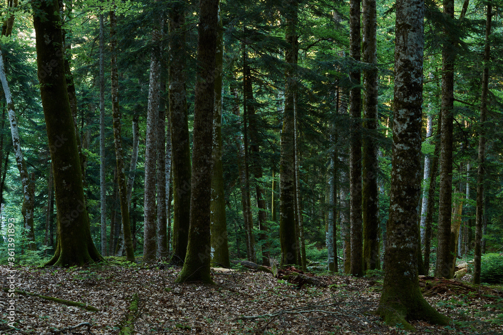 Obraz premium Beautiful summer confireous forest