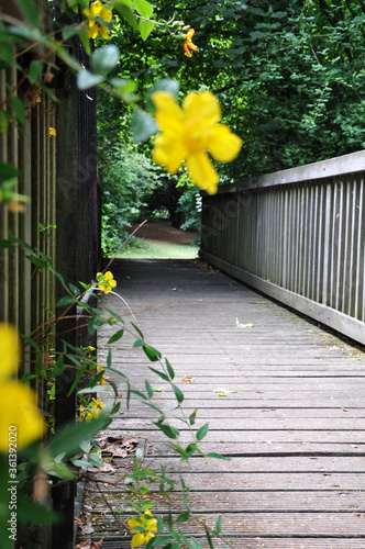 Spring in the Park