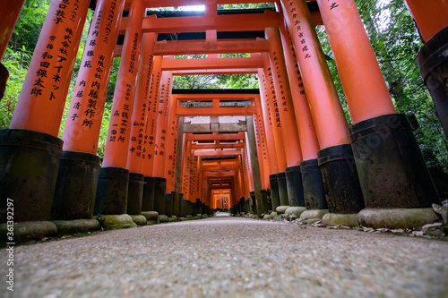 伏見稲荷大社 美しい朱色の鳥居 -全国に約3万社ある稲荷神社の総本宮- photo