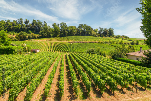 Photographie Vineyards of Saint Emilion, Bordeaux Aquitaine, region of France, in a sunny summer day