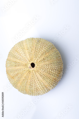 Close up Sea urchin isolated on white background with reflection for science