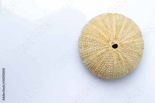 Close up Sea urchin isolated on white background with reflection for science
