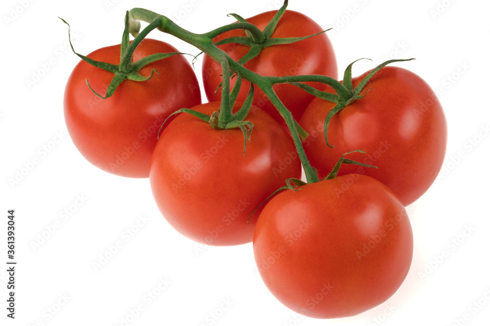 Branch with five tomatoes on a white background Branch with five tomatoes on a white background