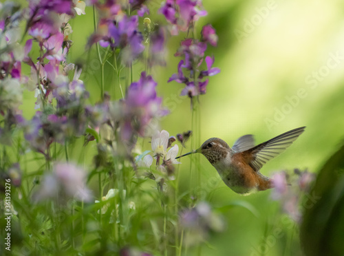 Rufous Hummingbird 3185 © b2bjacks