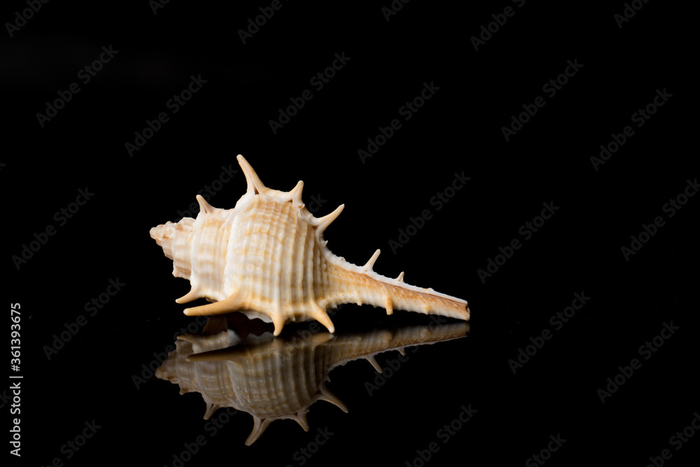 Close up Sea shell with spikes isolated on black background with reflection for science Close up Sea shell with spikes isolated on black background with reflection for science