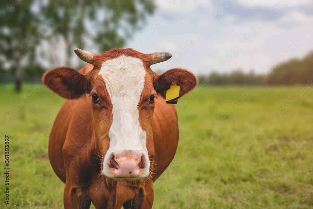 Lonely red cow in the pasture. A cow is eating grass in the field.